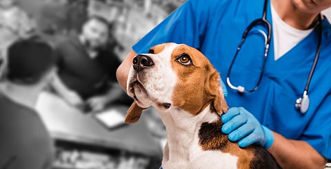 Veterinarios convocan a manifestación pacífica este martes en Morelia