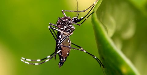 Michoacán, sexto lugar en incidencia de dengue: SSA