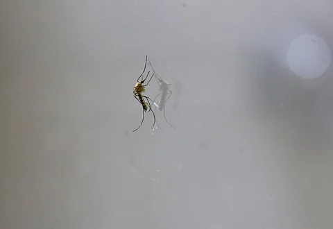 Michoacán se mantiene libre de chikungunya: SSM