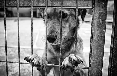 Michoacán: Van por crear un registro de maltratadores para evitar que vuelvan a tener mascotas