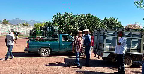 Fuerzas estatales y federales vigilan Tianguis Limonero de Apatzingán