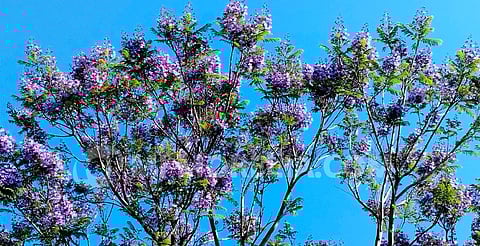Jacarandas comienzan a florecer y tiñen de morado las calles de Morelia