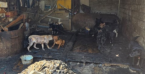 Catean presunto "rastro de perros" en Edomex; rescatan a 100 canes