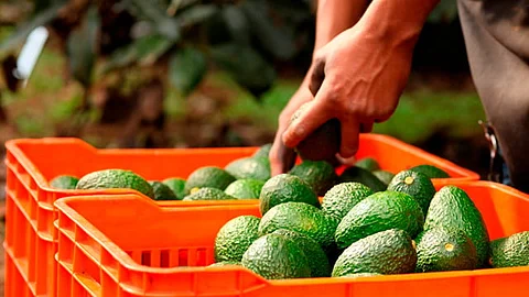 México entre los países afectados por nuevos aranceles a productos agrícolas, anunciados por Trump