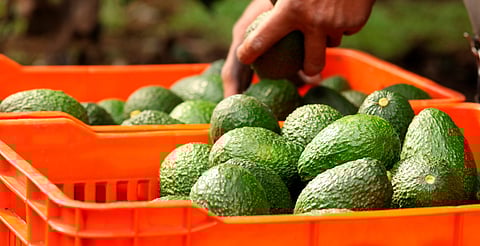 Vinculan a proceso a acusado de robar más de 500 kilos de aguacate, en Uruapan