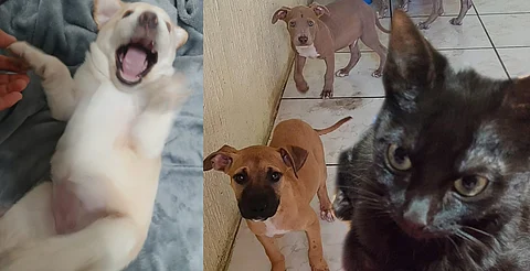 Este domingo feria de adopción en Morelia: una segunda oportunidad para perros y gatos