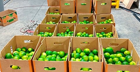 Gobierno del estado, sin reporte de cierre de empaques de limón en Apatzingán