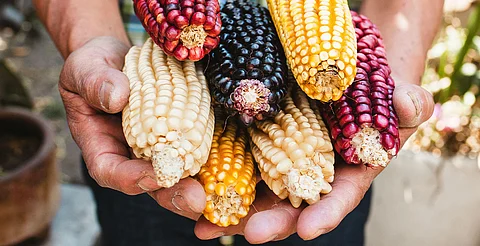 Con esta medida, México refuerza su papel como guardián de una de las especies agrícolas más importantes a nivel mundial