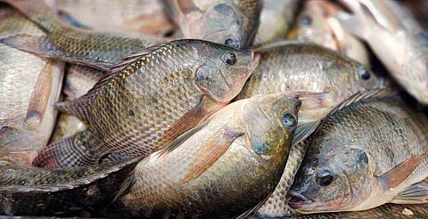 Esta cuaresma compra a bajo precio pescado fresco directo de productores michoacanos