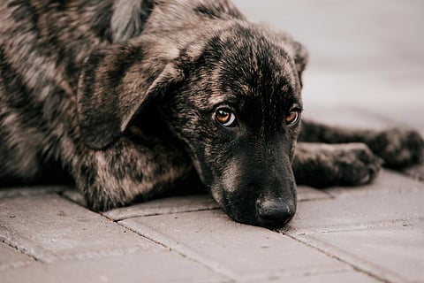 Se está volviendo una práctica "normal" envenenar y atropellar perritos en Michoacán: animalistas