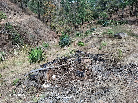 En cateo, aseguran predio de Morelia relacionado en delitos contra el ambiente