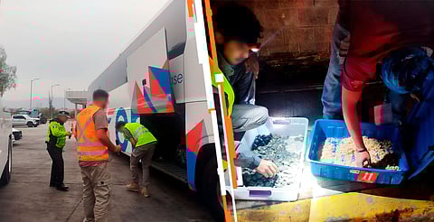 Profepa asegura 320 crías de tortuga; las llevaban en un maletero