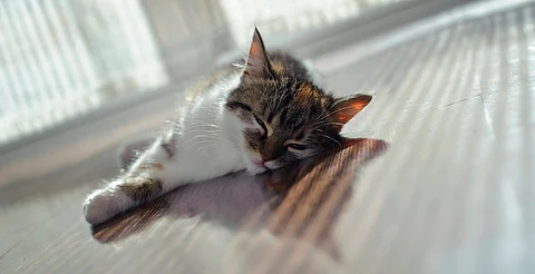 Sigue estas recomendaciones para protege a tus mascotas en esta temporada de calor