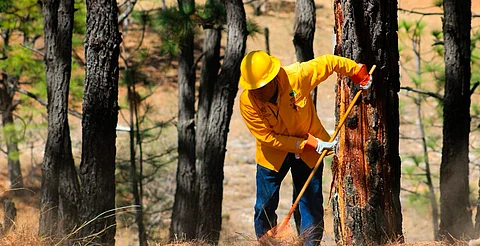 En Michoacán, con atención a incendios forestales bajan afectaciones 77%: Cofom