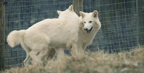 Dire wolf 2025
