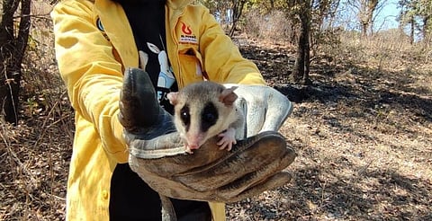 Más que árboles: Los incendios forestales dejan huella en la fauna de Michoacán