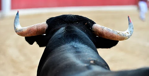 Colectivo urge a publicar reforma que prohíbe corridas de toros en Michoacán