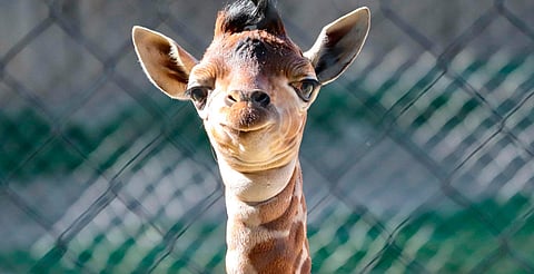La familia crece: nace jirafa en el zoológico de Morelia