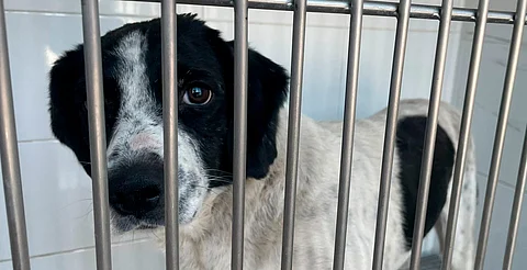 Michoacán: presunta agresora de "Huesitos" continúa presa y perrito es reconocido como víctima