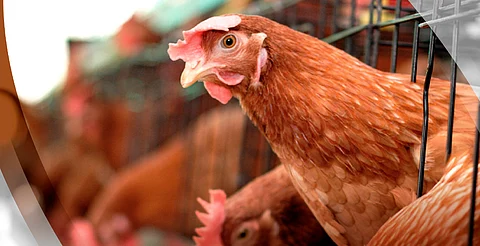 Detectan brote de influenza aviar AH7N3 en granja de Nuevo León