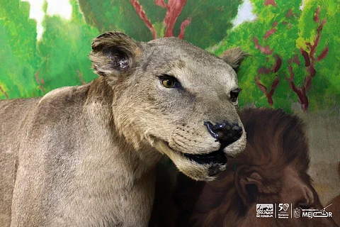 Conoce los animales disecados en el Museo Serengeti del Zoológico de Morelia