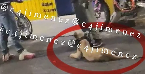 Chavo se pasea con leona en Iztapalapa, CDMX