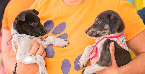 Invitan a Feria de Adopción este domingo en el Parque 150