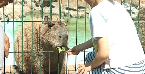 La experiencia educativa con capibaras estará disponible solo fines de semana, días festivos y vacaciones