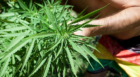 420: Habrá este sábado marcha cannábica en Morelia