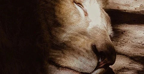 Muere desnutrido el león blanco que fue símbolo del zoológico de Culiacán, Sinaloa