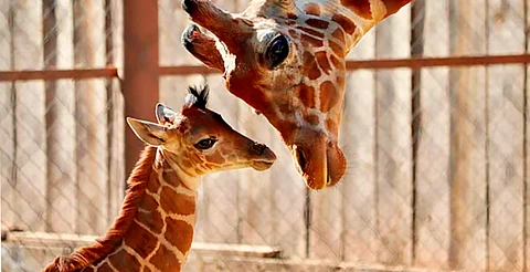 Derrítete de amor: mira el reencuentro de la jirafita con su familia en el Zoo de Morelia