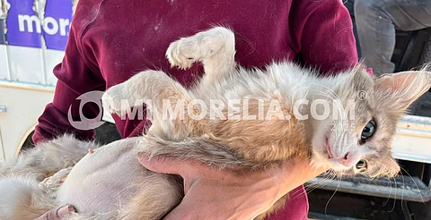 Realizan jornada de esterilización de gatos ferales en el Centro de Morelia