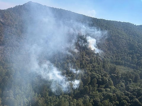 Atendido incendio forestal en zona del bosque de la Mariposa Monarca: Cofom