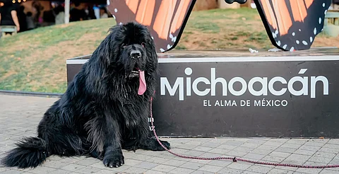 Festival Michoacán de Origen es pet friendly; lleva a tu mascota y disfruten juntos