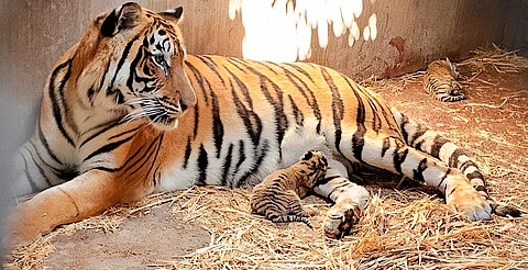 Asegura Profepa 119 animales en el Zoológico de Culiacán por irregularidades