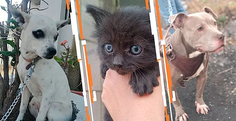 Este domingo, peludos buscan hogar en feria de adopción en el Parque 150