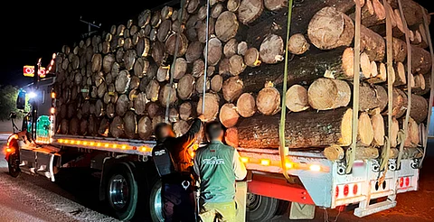 Michoacán: operativo nocturno detecta carga ilegal de madera en zona de la mariposa Monarca