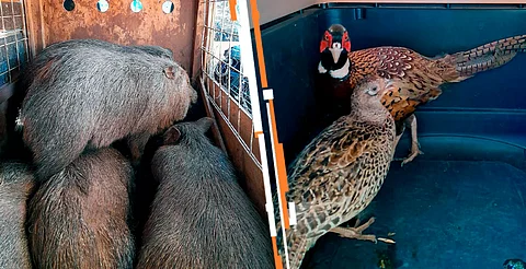 Resguarda Zoológico de Morelia ejemplares decomisados en Huetamo