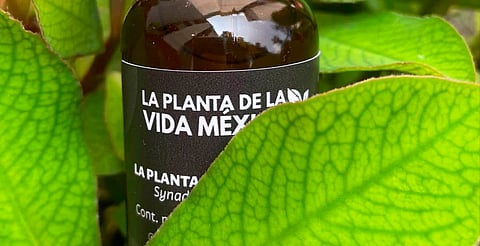 Secretaría de Salud alerta venta ilegal de producto “La planta de la vida México”