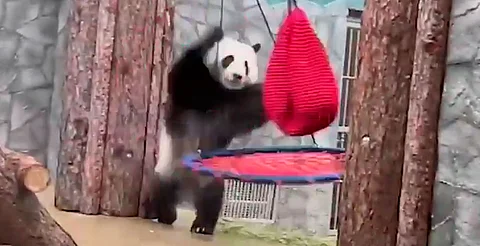 ‘Kung Fu Panda’ real; la historia de Katiusha, estrella del zoo ruso