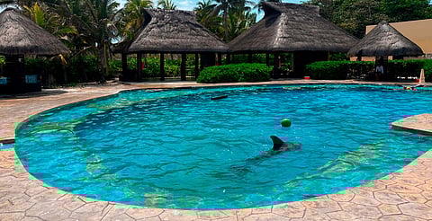 Delfín Mincho sufrió y lo ocultaron: Profepa clausura Dolphinaris Barceló