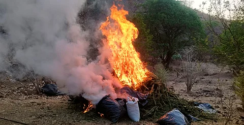 Ejército Mexicano asegura 100 kilogramos de mariguana en Aguililla
