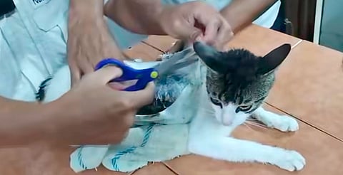 El animal fue atendido por veterinarios tras su rescate
