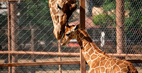 ¡Ya tiene nombre! La jirafa bebé del Zoo de Morelia se llama Kawi