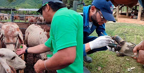 Reportan 41 casos de miasis por gusano barrenador en Honduras