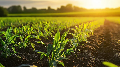Ante altas temperaturas, Sader apuesta por el uso de materia orgánica para proteger agricultura