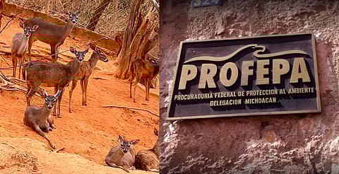 En resguardo, 23 venados de Arteaga, aclara director del Zoológico de Morelia