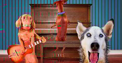 Baila con causa: llega el ‘Perro Cumbión’ para apoyar a lomitos rescatados