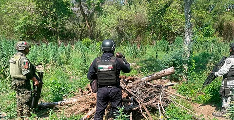 SSP y Defensa destruyen plantío de marihuana en Coahuayana