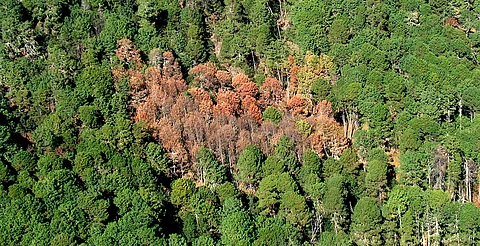Con vigilancia satelital, también identificará plagas forestales en Michoacán